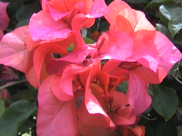 f-Sumatra001