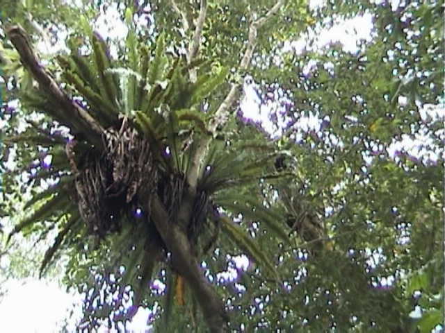 f-Sumatra003