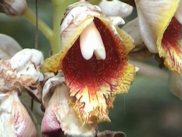 f-Sumatra004