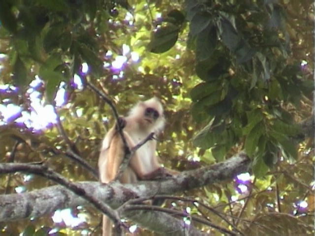 f-Sumatra006