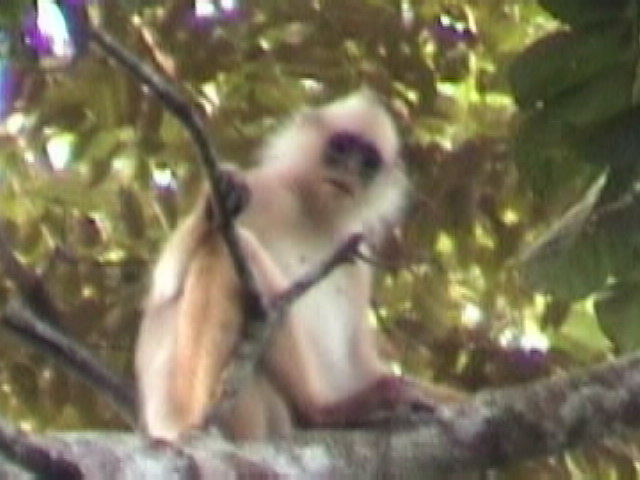 f-Sumatra007