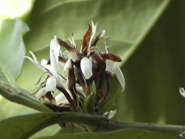 e-sumatra010