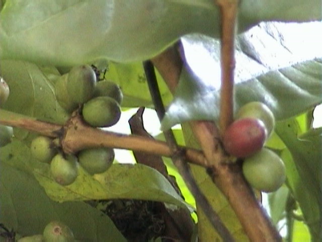 e-sumatra012
