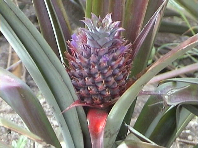 e-sumatra014