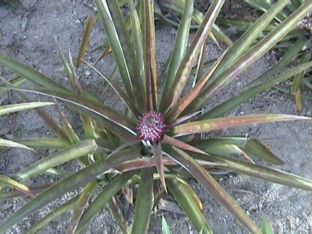 e-sumatra015