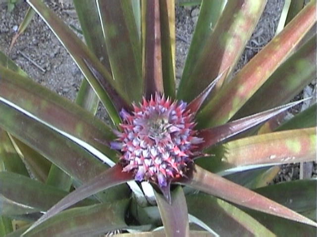 e-sumatra016
