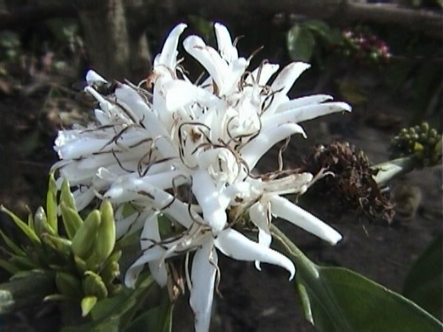 e-sumatra018