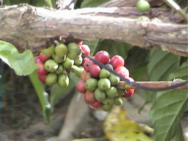 e-sumatra019