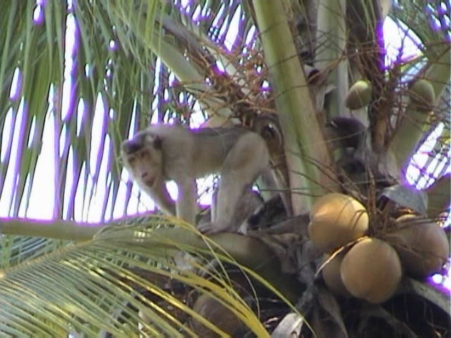 e-sumatra035