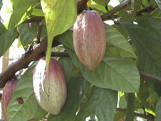 e-sumatra038