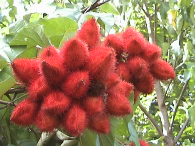 e-sumatra040
