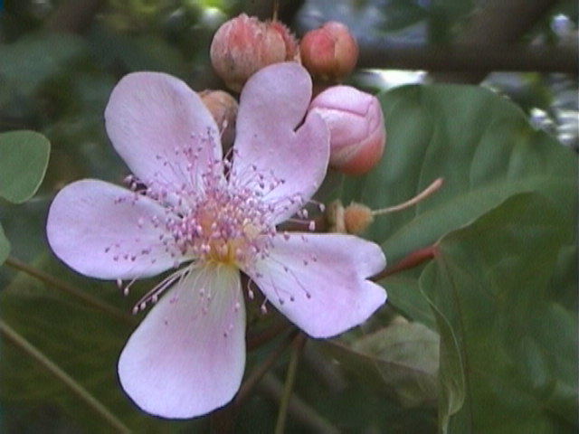 e-sumatra041